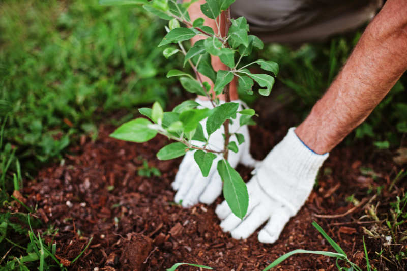 Water Cleaning & Gardening